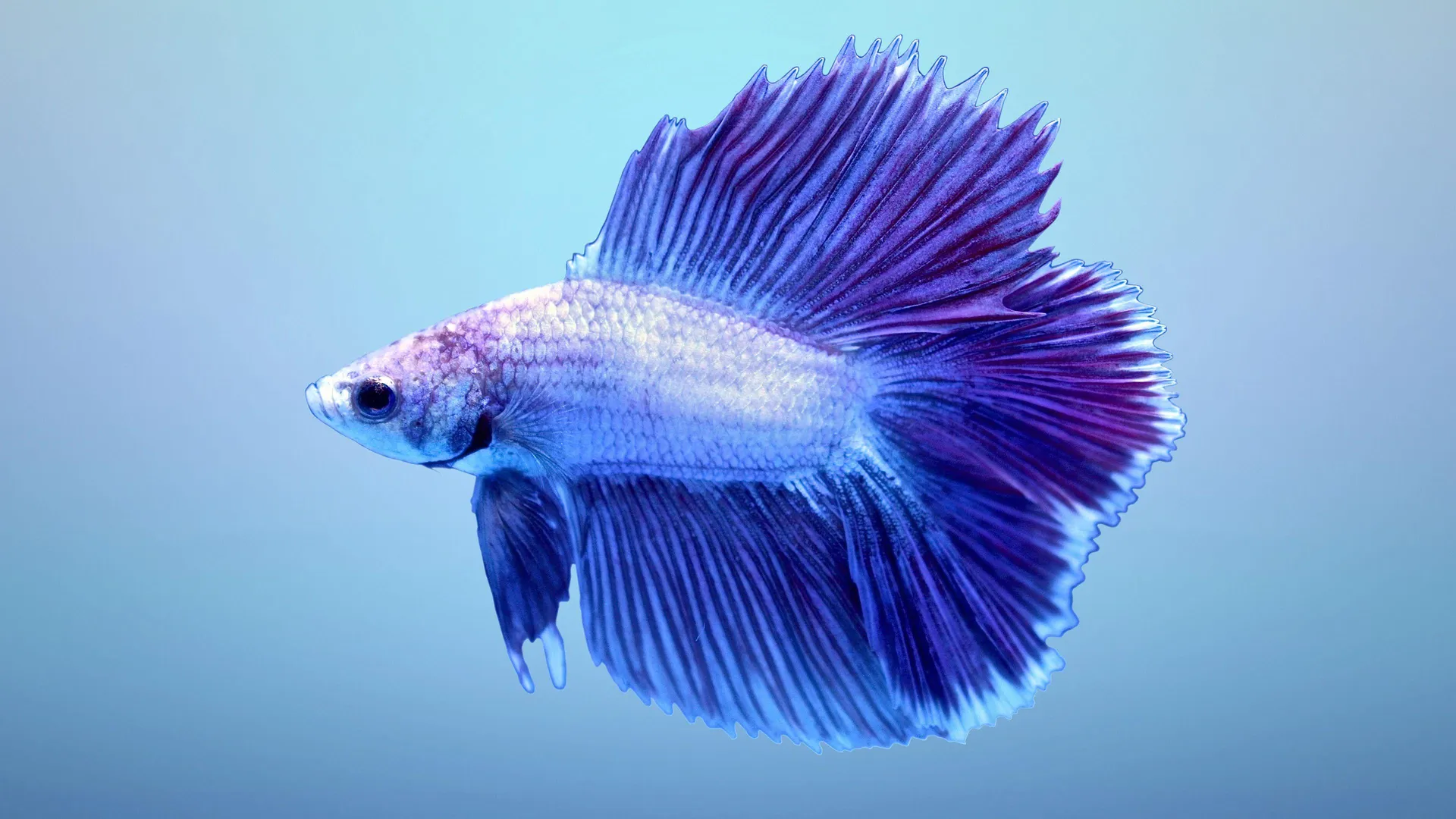 electric-blue-damsel-fish.jpg