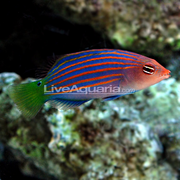 lg-24066-wrasse.jpg