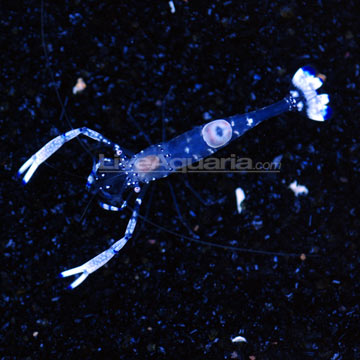 p-38745-Glass-Shrimp.jpg