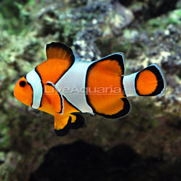 p-69560-clownfish.jpg