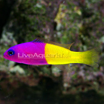 p-72472-pseudochromis.jpg