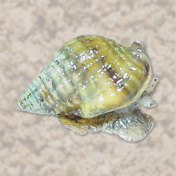 p-80509-snail.jpg