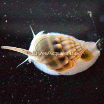 p-89294-snail.jpg