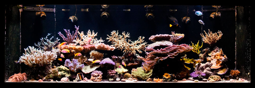 Dec.-'10-Reeftank.jpg