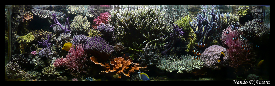 My-reef.jpg