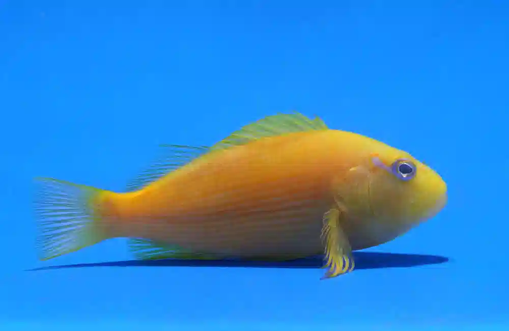 www.saltwaterfish.com