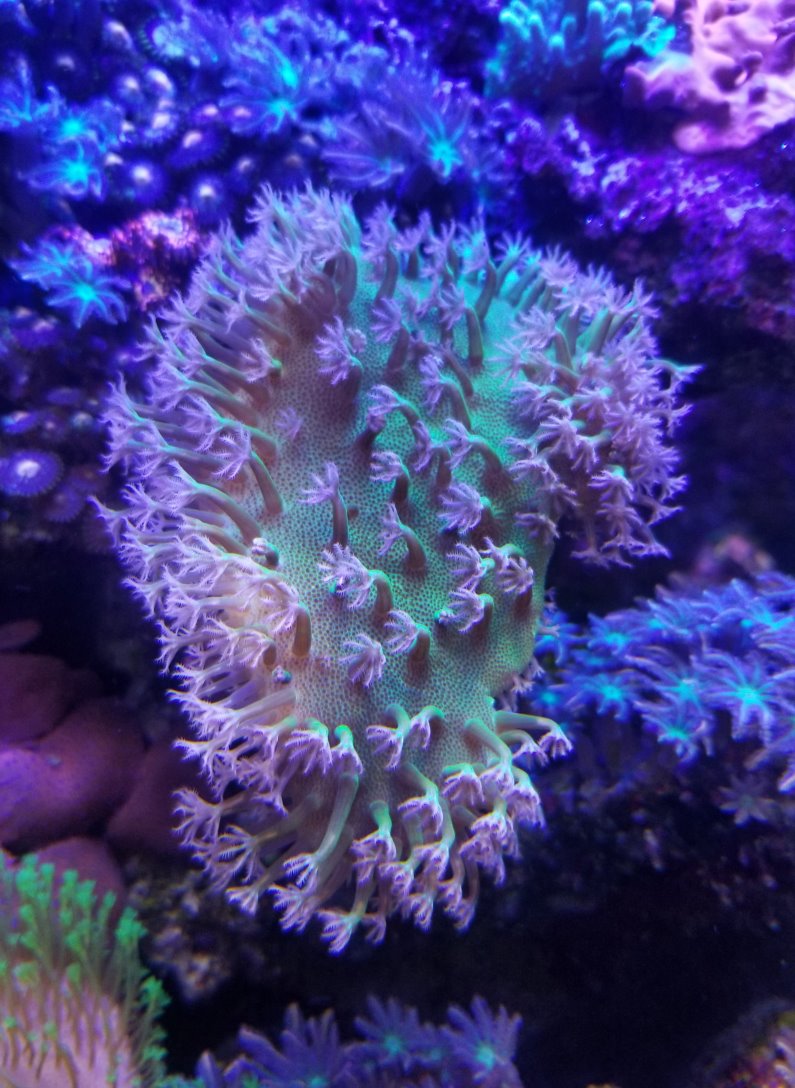 Coral08.jpg