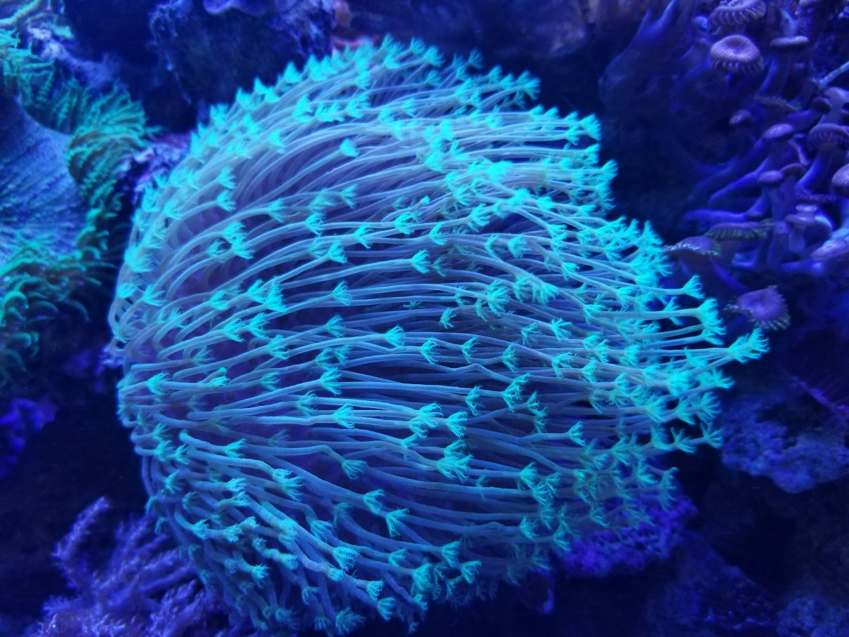 Coral01.jpg