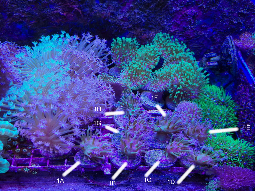 Coral15.jpg