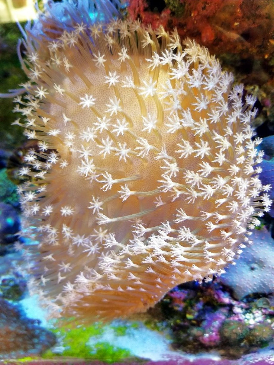 Coral05.jpg