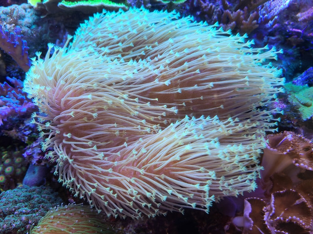 Coral40.jpg