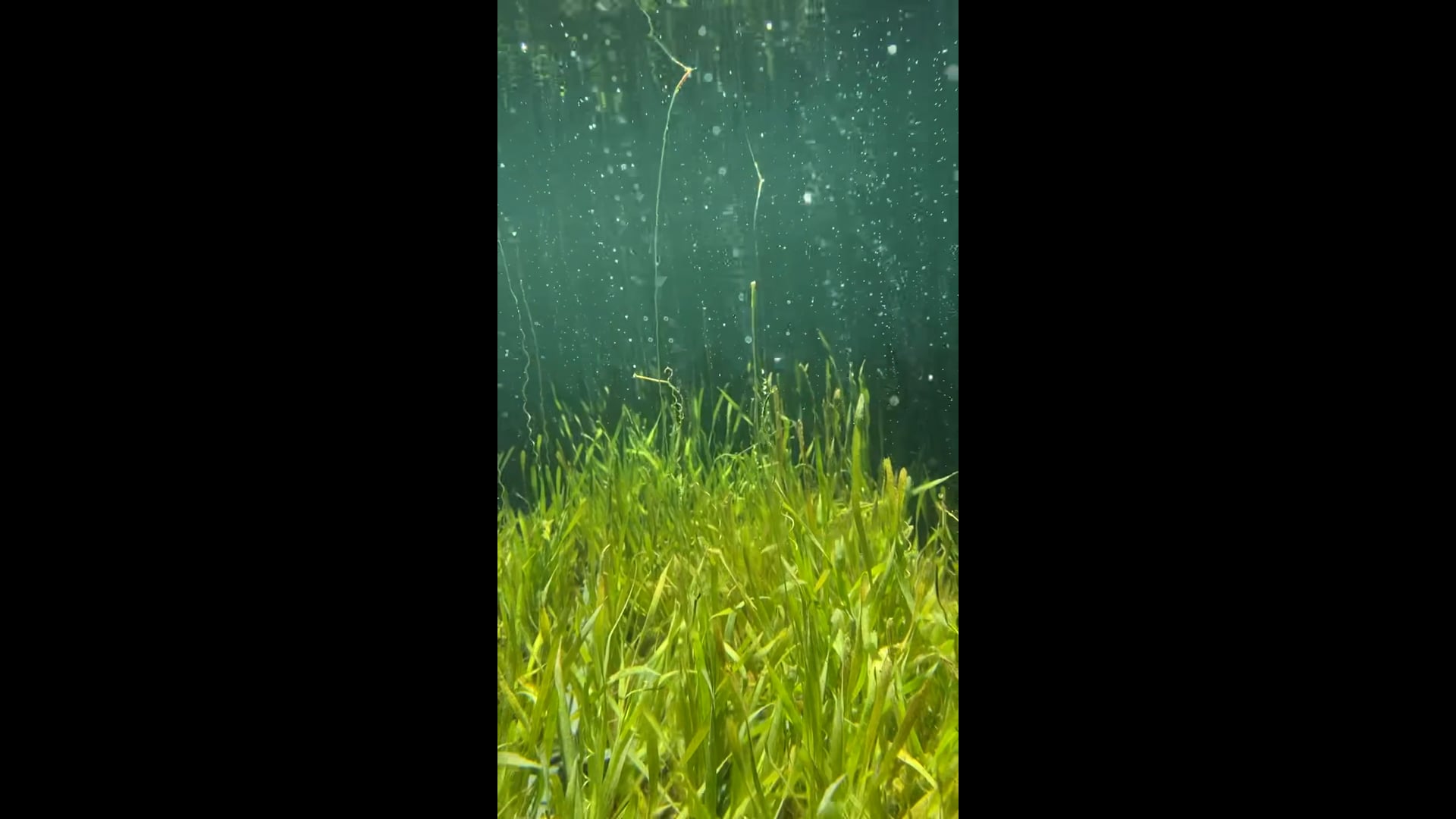 aquaticusplants.com
