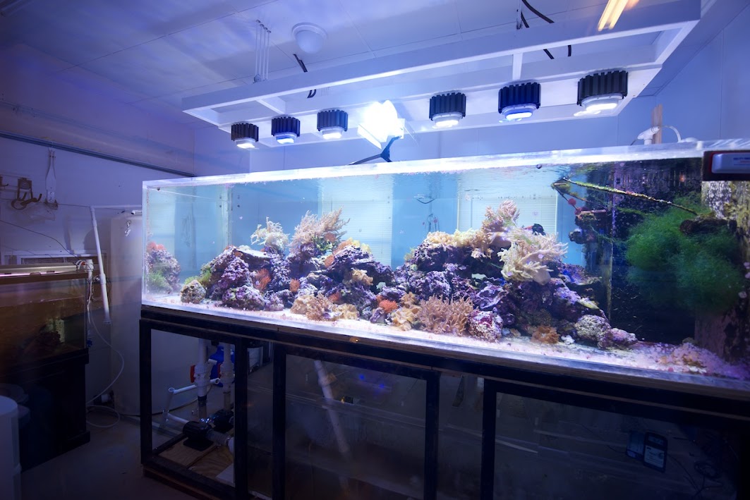fish-room+4.jpg