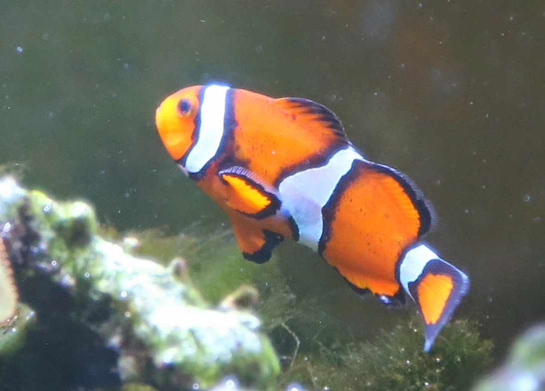 Clownfish%2520-%2520cropped%2520%25205U7A3452.jpg