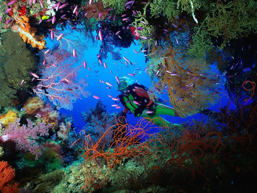 scuba_diver-2638.jpg