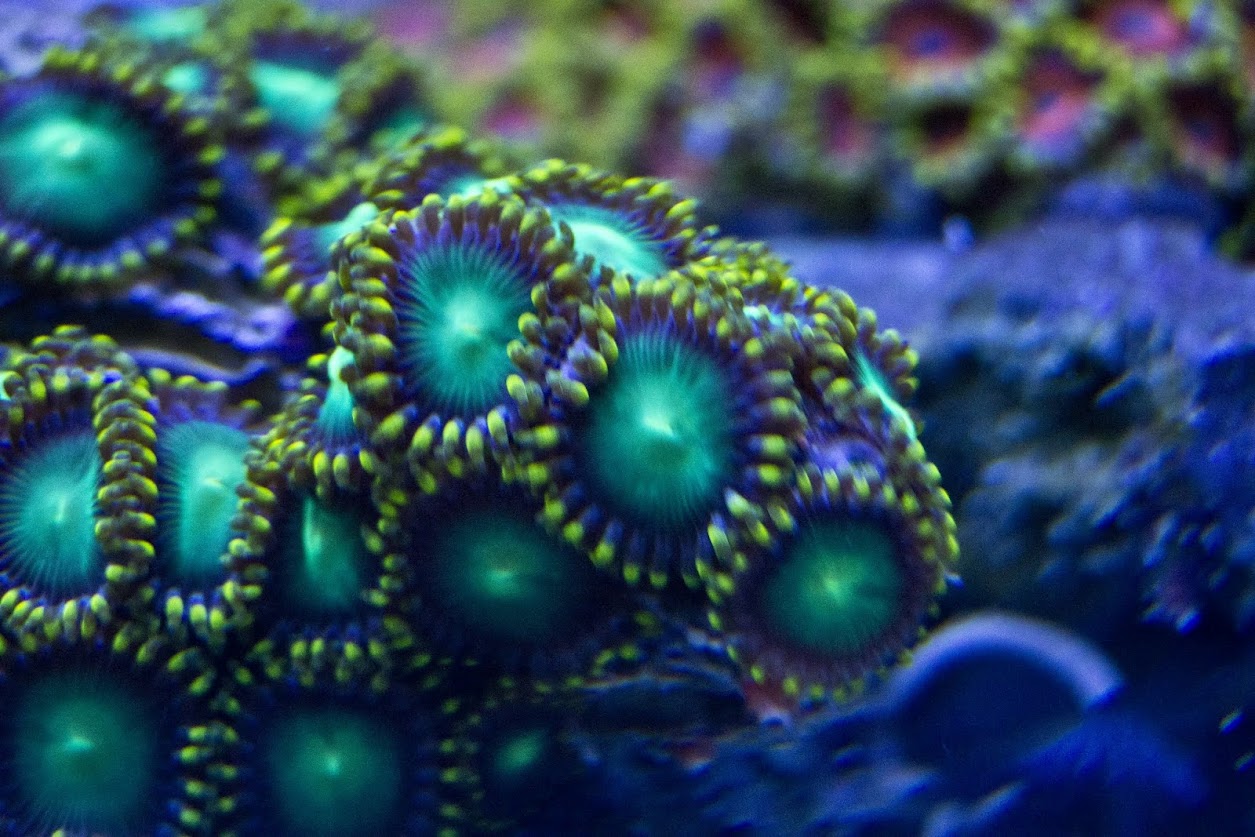 Green+zoa.jpg
