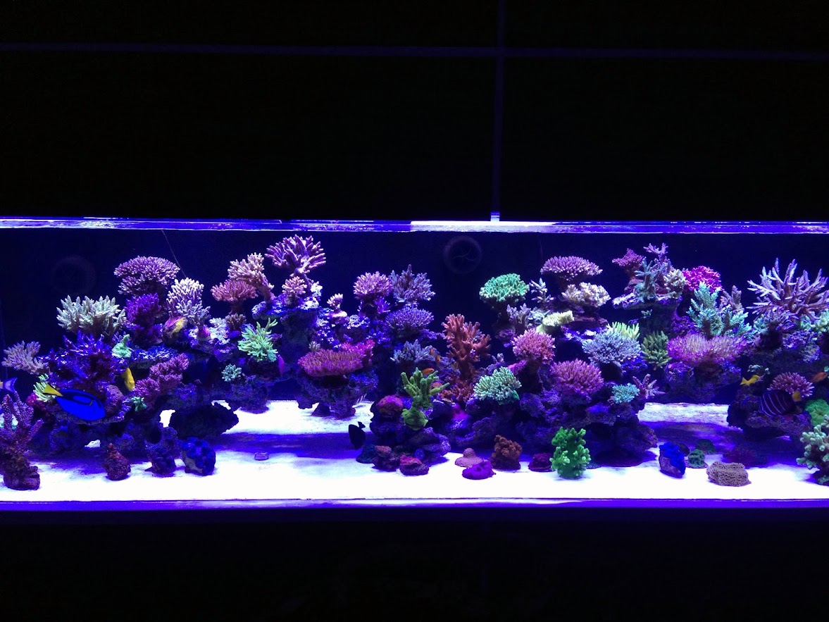 Reef2.jpg