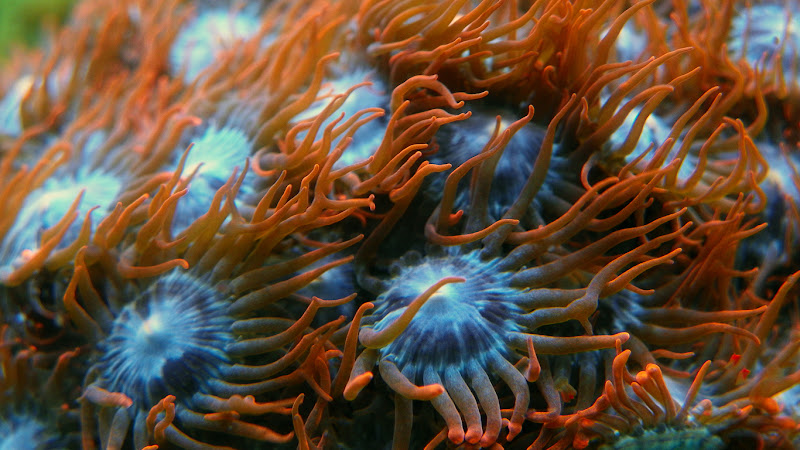 sm100_0976.jpg