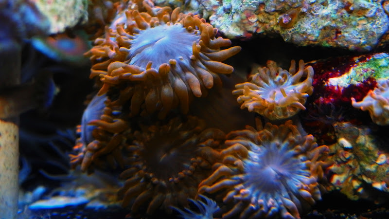 sm100_0068.jpg