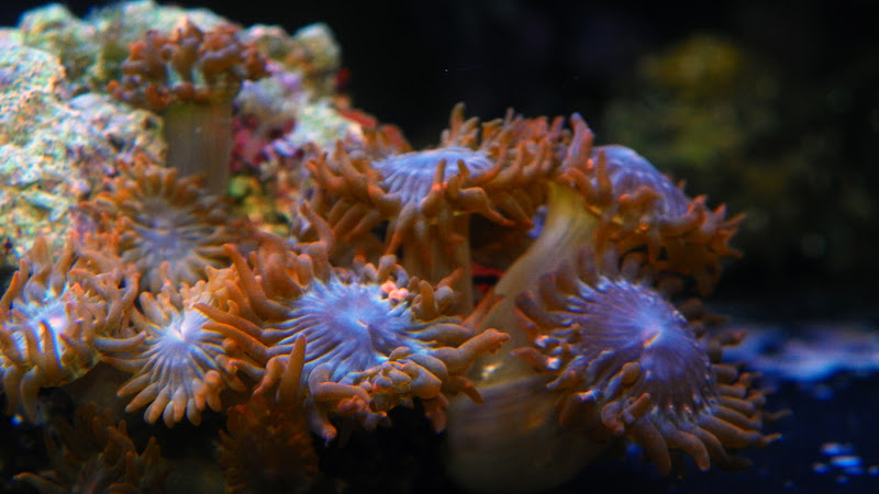 sm100_0035.jpg