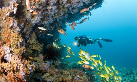 Healthy-coral-reef-and-di-001.jpg