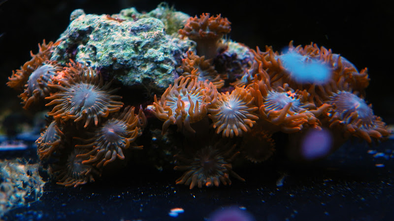 sm100_0033.jpg