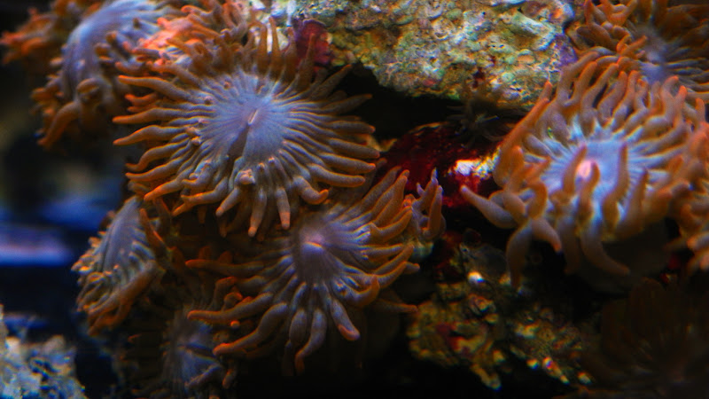sm100_0041.jpg