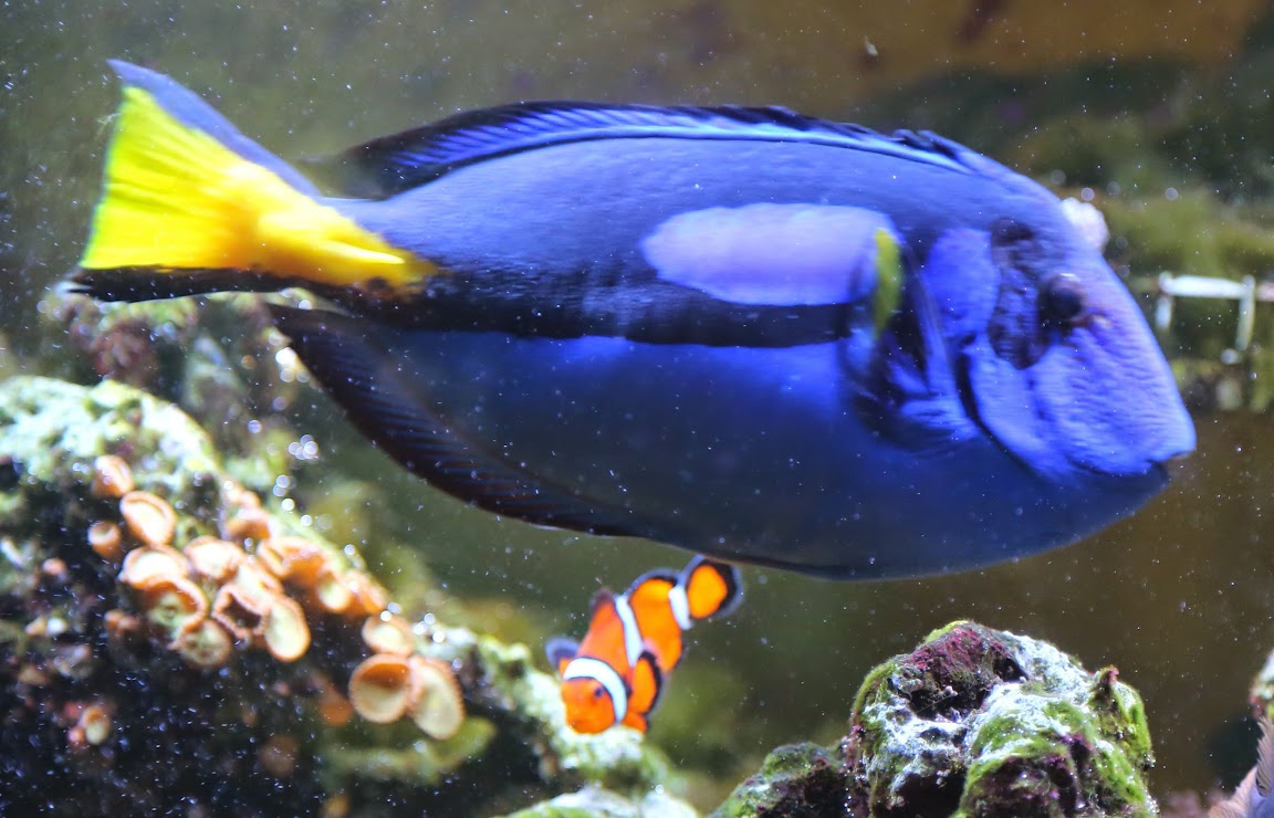 Blue%2520Hippo%2520Tang%2520%2526%2520Clownfish%2520-%2520cropped%2520%25205U7A3345.jpg