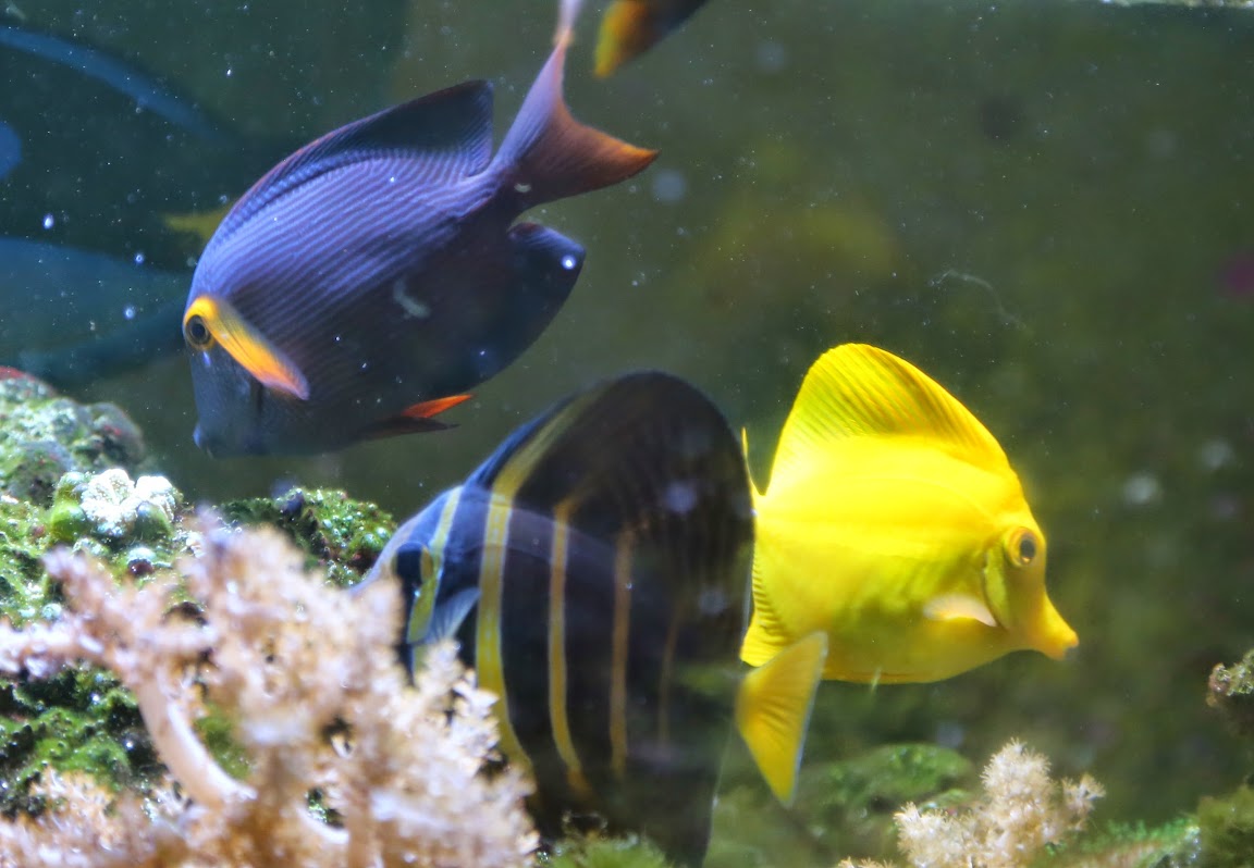 Kole%2520Eye%2520Tang%252C%2520Sailfin%2520Tang%252C%2520Yellow%2520Tang%2520-%2520cropped%2520%25205U7A3418.jpg