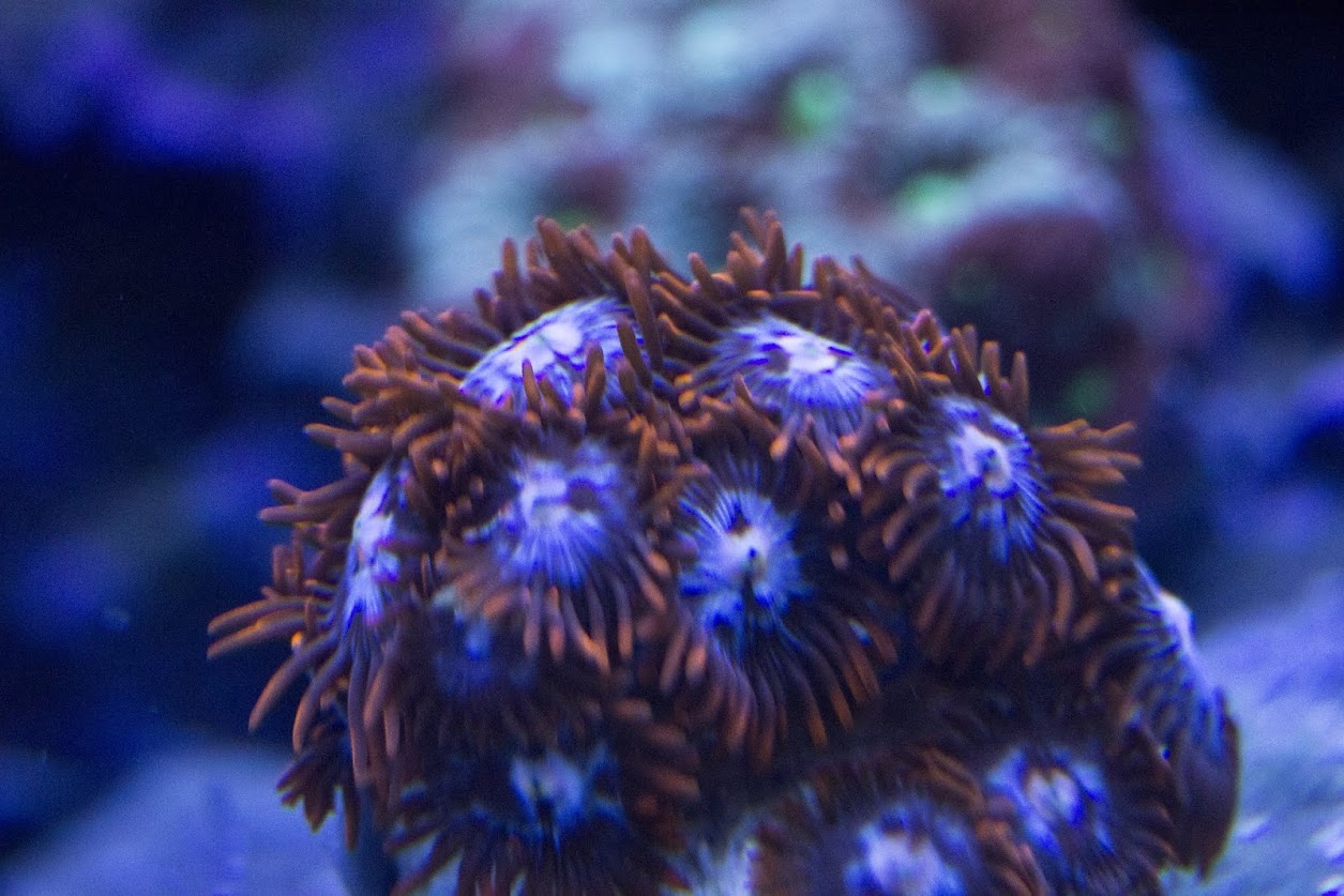 BlueOrange.jpg