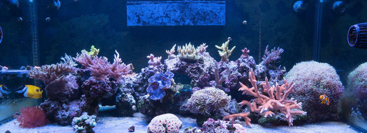 20180908-Aquarium-002-X2.jpg