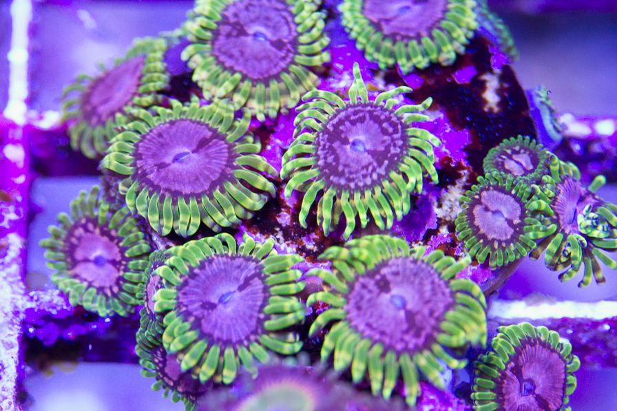 coral_for_sale_20191015_6123.jpg