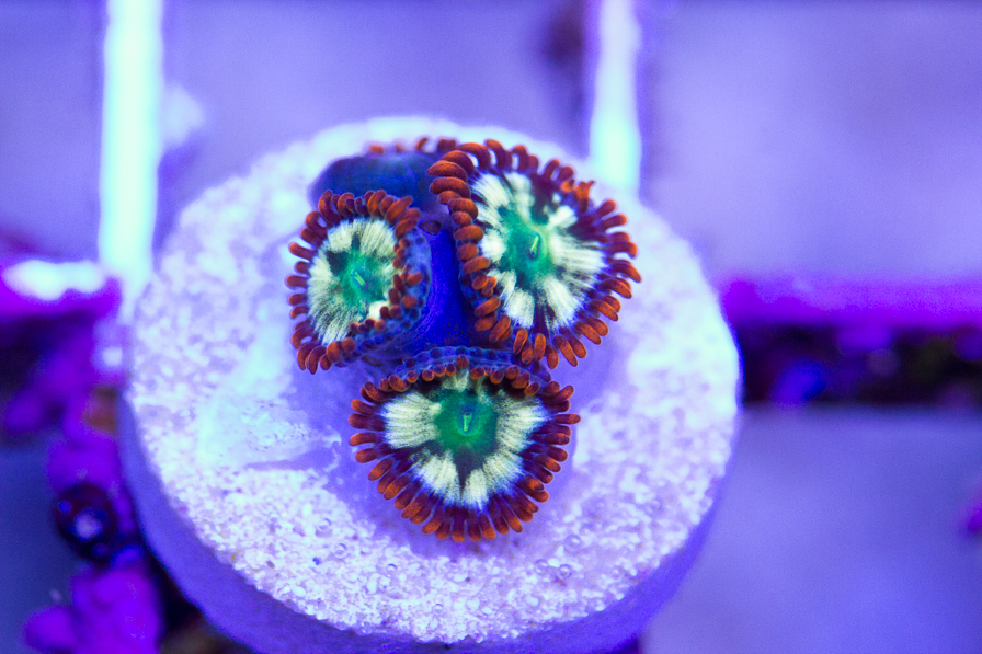 coral_for_sale_20191015_6134.jpg