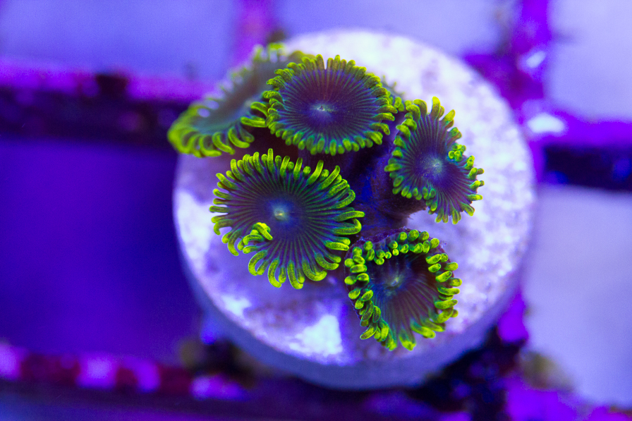 coral_for_sale_20191015_6118.jpg
