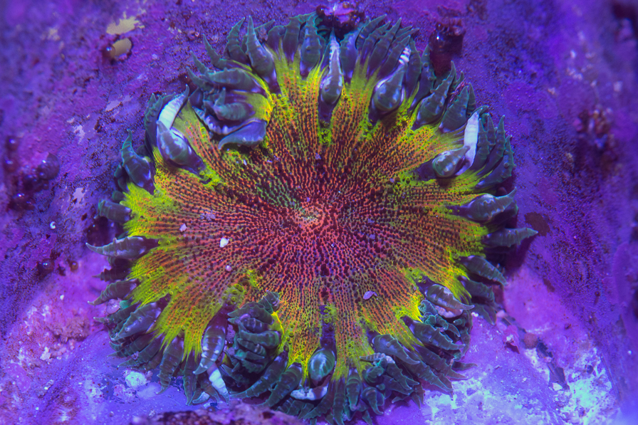coral_for_sale_20200814_1120.jpg