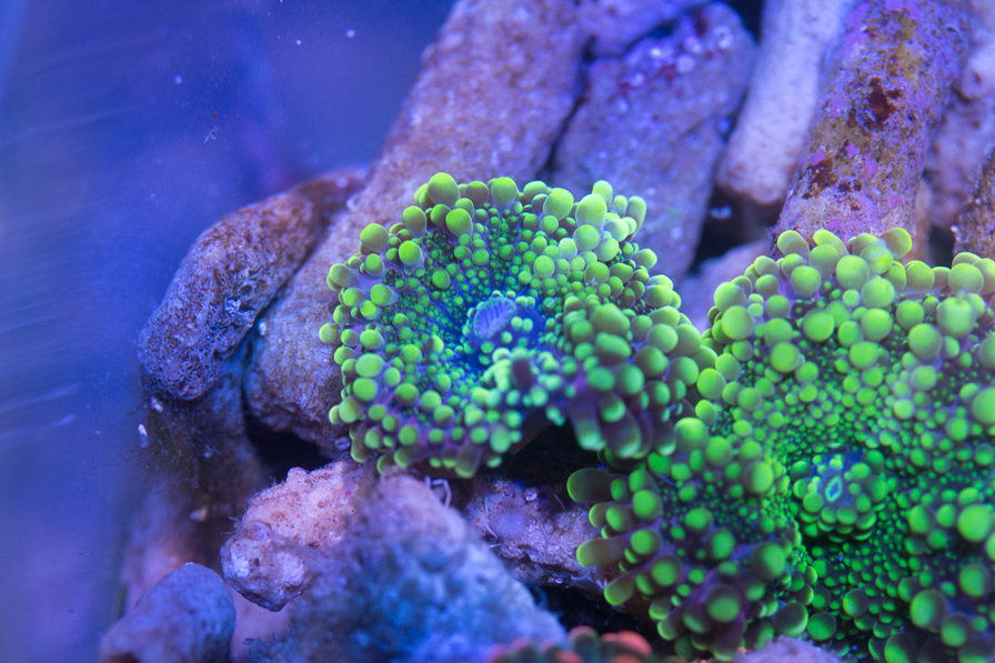 coral_for_sale_20200814_1094.jpg