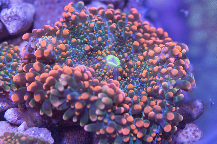coral_for_sale_20200814_1088.jpg