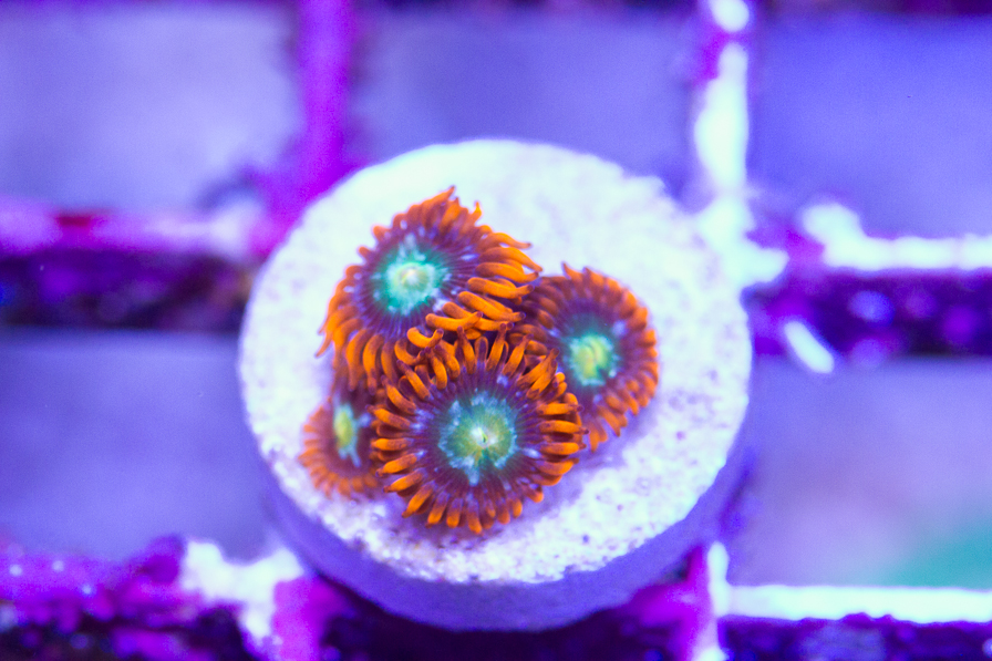 coral_for_sale_20191015_6126.jpg