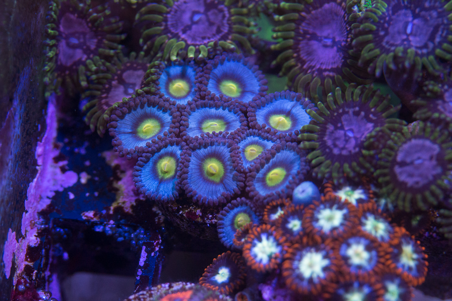 coral_for_sale_20200814_1100.jpg