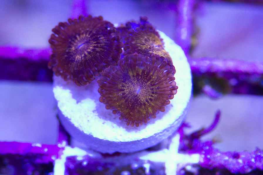 coral_for_sale_20191015_6128.jpg