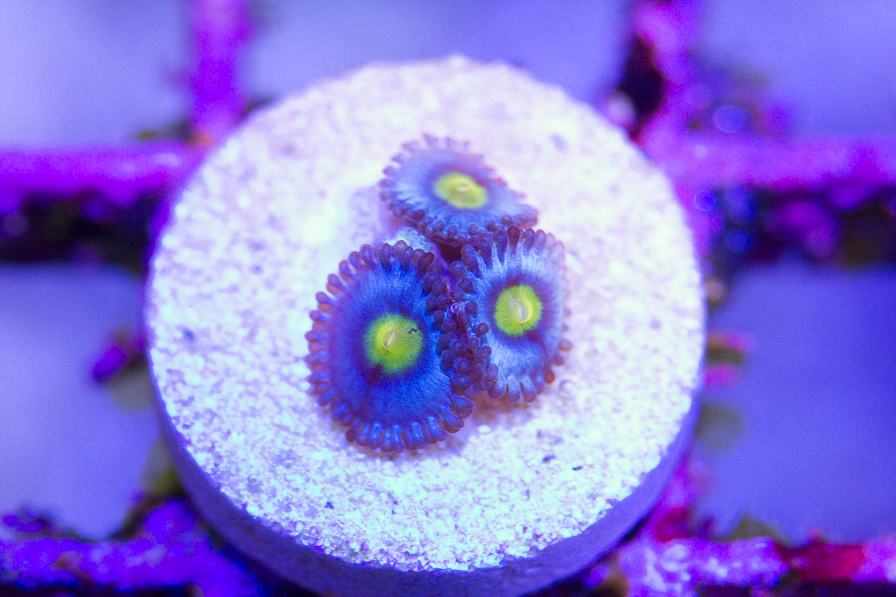 coral_for_sale_20191015_6133.jpg