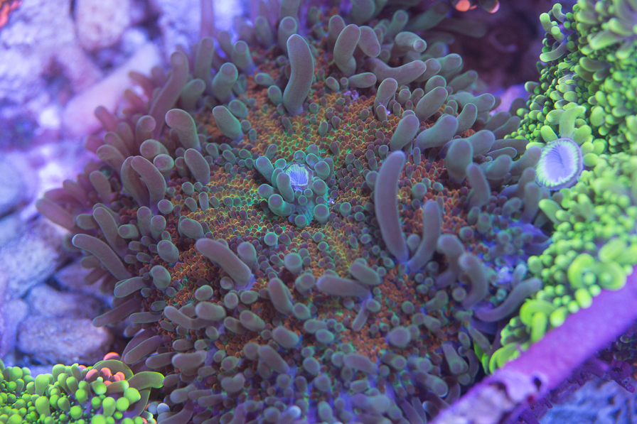 coral_for_sale_20200814_1095.jpg