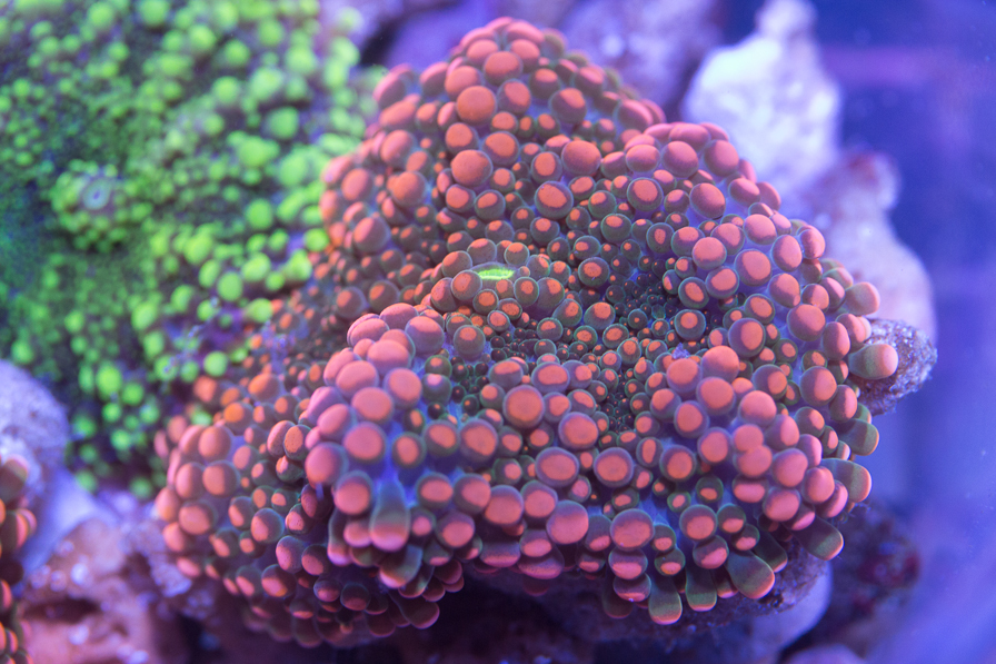 coral_for_sale_20200814_1091.jpg