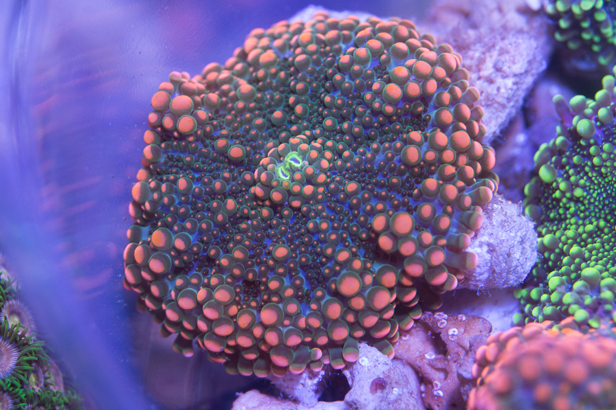 coral_for_sale_20200814_1092.jpg