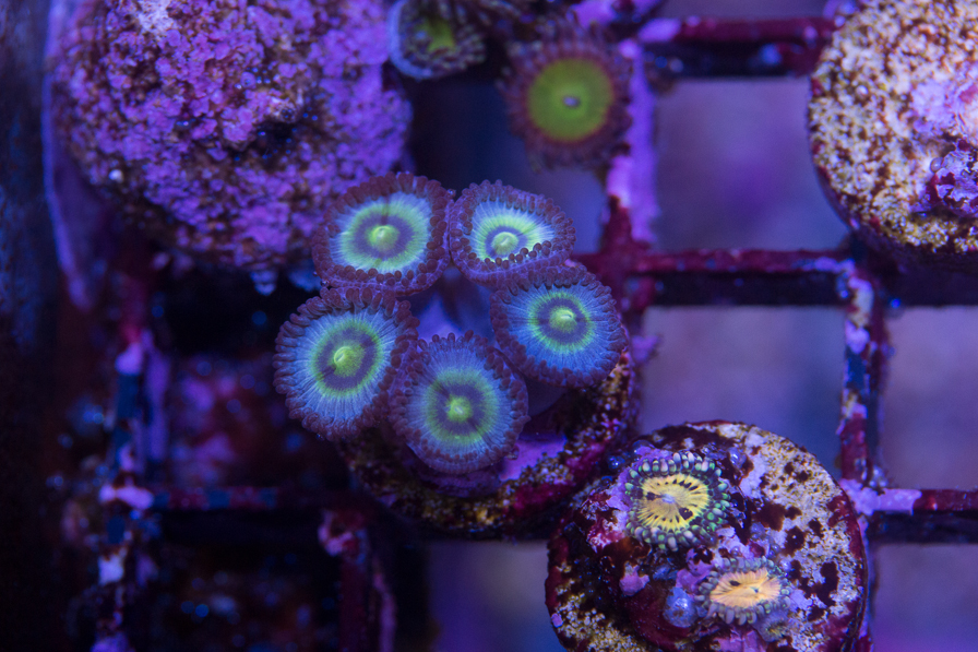 coral_for_sale_20200814_1106.jpg