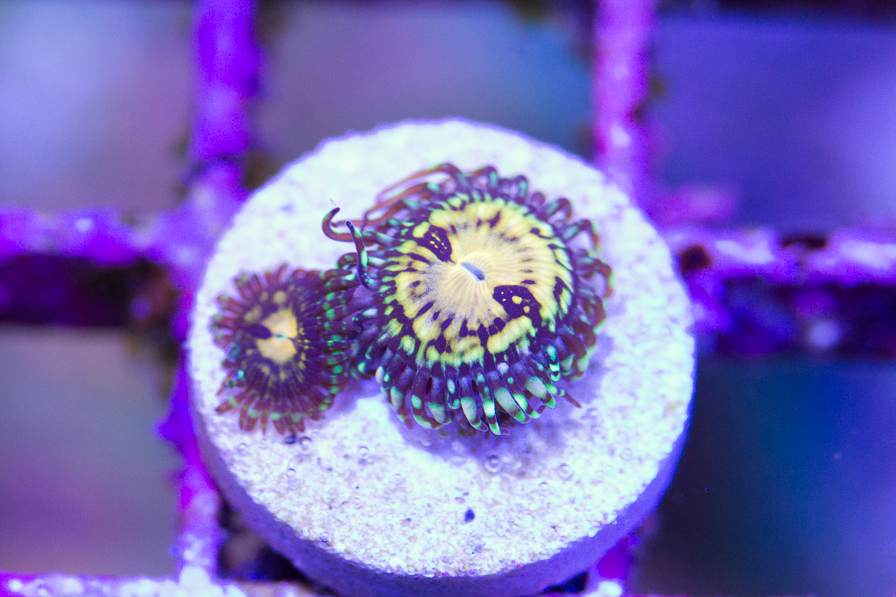 coral_for_sale_20191015_6130.jpg