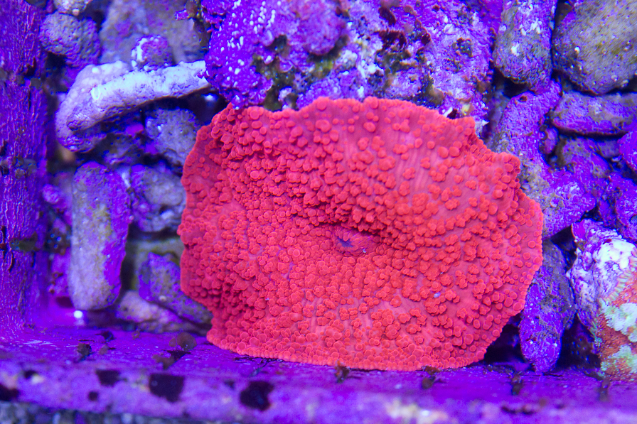 coral_for_sale_20191015_6113.jpg
