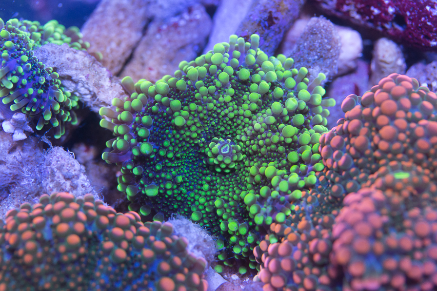 coral_for_sale_20200814_1093.jpg