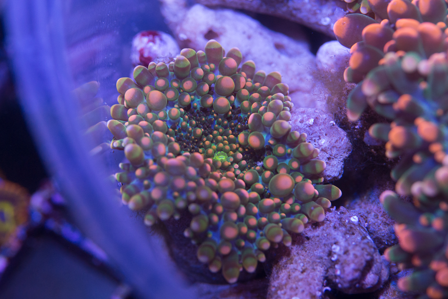 coral_for_sale_20200814_1089.jpg