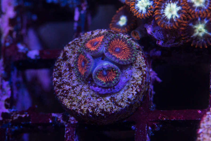 coral_for_sale_20200814_1101.jpg